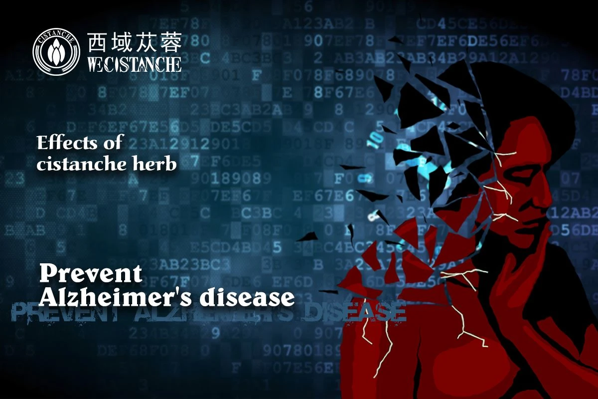 effects of cistanche:prevent Alzheimer's disease effects of cistanche:prevent Alzheimer's disease