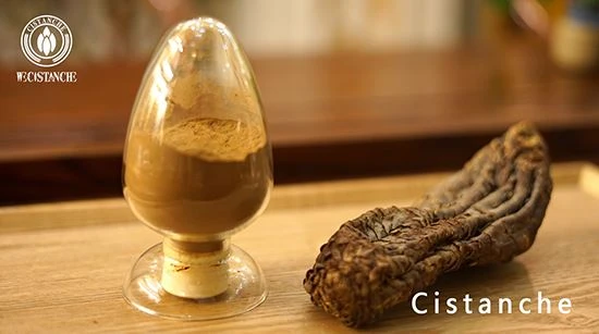 Cistanche tubulosa