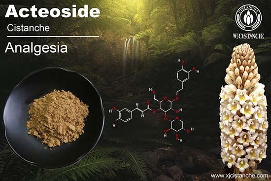 Cistanche tubulosa phenylethanoid glycosides can induce the apoptosis Cistanche tubulosa phenylethanoid glycosides can induce the apoptosis