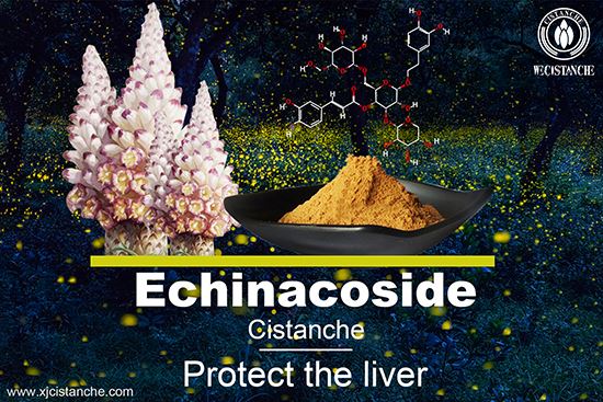 phenylethanoid glycosides in Cistanche tubulosa phenylethanoid glycosides in Cistanche tubulosa