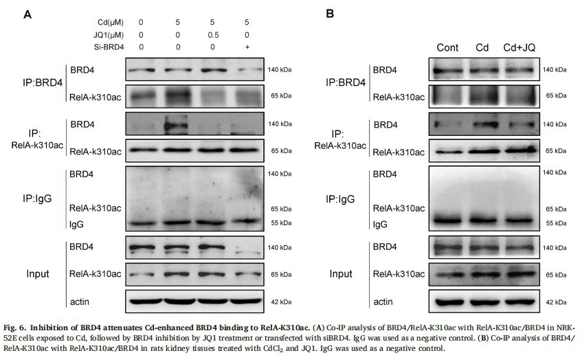Fig. 6. Inhibition of BRD4 attenuates Cd-enhanced BRD4 binding to RelA-K310ac. (A) Co-IP analysis of BRD4/RelA-K310ac with RelA-K310ac/BRD4 in NRK- 52E cells exposed to Cd, followed by BRD4 inhibition by JQ1 treatment or transfected with siBRD4. IgG was used as a negative control. (B) Co-IP analysis of BRD4/ RelA-K310ac with RelA-K310ac/BRD4 in rats kidney tissues treated with CdCl2 and JQ1. IgG was used as a negative control. Fig. 6. Inhibition of BRD4 attenuates Cd-enhanced BRD4 binding to RelA-K310ac. (A) Co-IP analysis of BRD4/RelA-K310ac with RelA-K310ac/BRD4 in NRK- 52E cells exposed to Cd, followed by BRD4 inhibition by JQ1 treatment or transfected with siBRD4. IgG was used as a negative control. (B) Co-IP analysis of BRD4/ RelA-K310ac with RelA-K310ac/BRD4 in rats kidney tissues treated with CdCl2 and JQ1. IgG was used as a negative control.