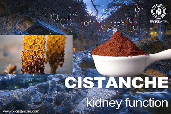 Cistanche-kidney function