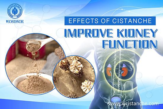 Cistanche for improving kidney dysfunction