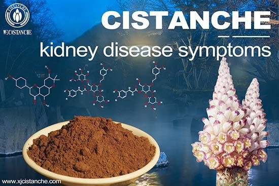 Cistanche can improve kidney function