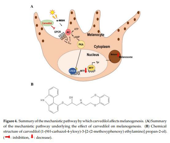 Summary of the mechanistic pathway by which carvedilol affects melanogenesis