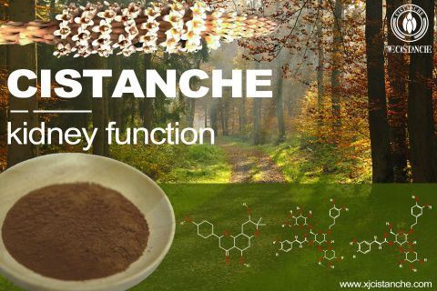 Cistanche-kidnry function-2(68)