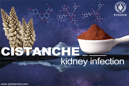 Cistanche-kidney infection-6(18) Cistanche-kidney infection-6(18)