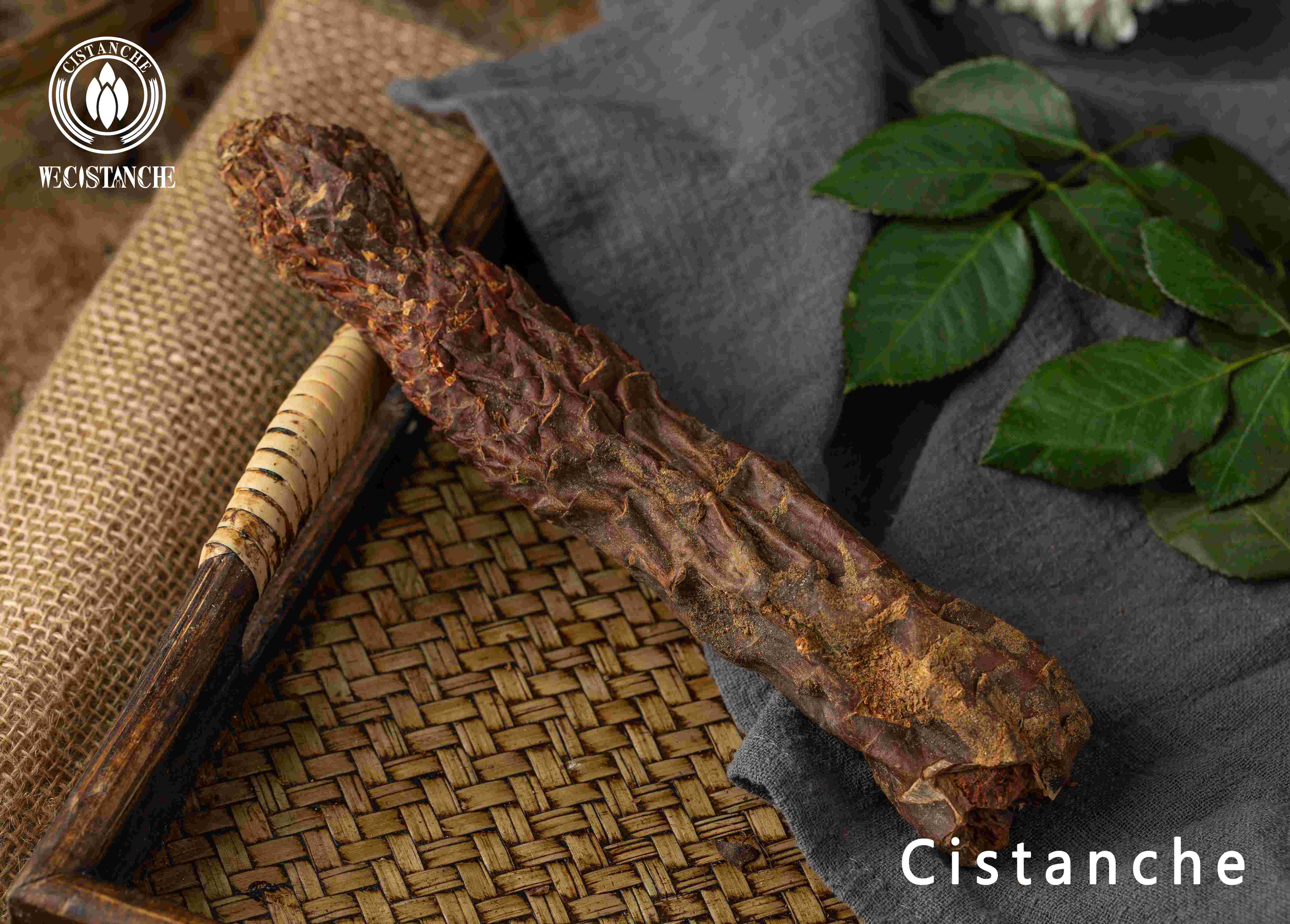 Cistanche stem