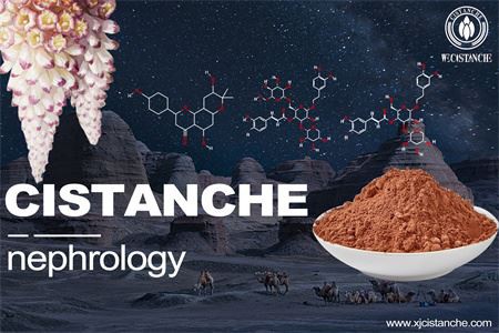 cistanche-nephrology-3(39)