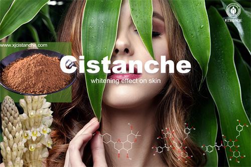 cistanche whitening effect on skin to anti-oxidation