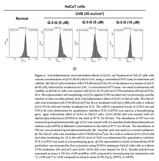 A level of Nrf2 was determined by quantitative realtime PCR. GAPDH was used as a housekeeping gene. (j) The representative result of intracellular  ROS production was measured by flow cytometry using DCFDA staining in HaCaT cells with or  without UVB irradiation (30 mJ/cm3) and Q-3-G (0-10 μM) were treated for 24 h. Results (a,b,d–i)  are expressed as mean ± SD. # p < 0.05 and ## p < 0.01 compared to normal group (no treatment),  and * p < 0.05 and ** p < 0.01 compared to inducer alone (UVB, H2O2, DPPH, or ABTS).  2.2. Antimelanogenesis Effect in B16F10 and Moisturizing Effect in HaCaT Cells of Q-3-G  To examine the effects of Q-3-G on melanogenesis, the melanoma cells were treated  with α-MSH for 48 h to secrete melanin in B16F10 cells. By employing MTT assays, we  first confirmed that Q-3-G had no cytotoxicity in B16F10 cells at concentrations up to 20  μM for 48 h (Figure 3a). This result showed, for the next assessments that the effects of Q- 3-G in B16F10 were not due to cell death. Next, we evaluated B16F10 with Q-3-G and α- MSH for 48 h to determine the effects of Q-3-G on melanogenesis. As shown in Figure 3b,  Q-3-G significantly inhibited melanin secretion. The positive control arbutin also significantly decreased melanin secretion.  The skin moisture-related molecule is hyaluronic acid (HA). As previously mentioned, HA, distributed throughout the epidermis and dermis, is an NMF that enhances  skin hydration [55]. We used a reverse transcription PCR (RT-PCR) assay to examine the  transcription level of HAS-1 after 12 h with a concentration of Q-3-G of up to 30 μM. HAS  promotes the accumulation of intermediate-sized HA within keratinocytes [12]. As shown  in Figure 3c, the expression of HAS-1 was increased by treatment with Q-3-G up to 10 μM.  In addition to the moisturizing factor, we also examined the expression of FLG and TGM- 1. We used retinol as a positive control group. The transcription levels of FLG and TGM-1 increased notably after treatment with Q-3-G at concentrations up to 10 μM (Figure 3d).  Figure 2. Anti-inflammatory and antioxidant effects of Q-3-G. (a) Treatment of HaCaT cells with various concentrations of Q-3-G (0–20 µM) for 24 h, using a conventional MTT assay to determine cell viability. (b) HaCaT cells irradiated with UVB (30 mJ/cm3 ) for 10 s in the absence or presence of Q-3-G (0–20 µM), followed by incubation for 24 h. A conventional MTT assay was used to determine cell viability. (c,d) HaCaT cells were treated with Q-3-G (5, 10 µM) and UVB irradiation (30 mJ/cm3 ) for 24 h. The representative cell morphology of Q-3-G against UVB was observed via microscopy, and the number of cells was then plotted. (e,f) Anti-inflammatory effect of Q-3-G in HaCaT cells. The HaCaT cells were irradiated with UVB (30 mJ/cm3 ) for 10 s or incubated with H2O2 (500 µM) with or without Q-3-G (5–10 µM) and further incubated for 12 h. The mRNA expression levels of COX-2 (e) and TNF-α (f) were determined by quantitative real-time PCR. GAPDH was used as a housekeeping gene. (g–j) Antioxidant effect of Q-3-G in HaCaT cells. Q-3-G (0–40 µM) was reacted with 2,2- diphenylpicrylhydrazyl (DPPH) in the dark at 37 ◦C for 30 min. The absorbance at 517 nm was measured spectrophotometrically (g). Q-3-G was reacted with 2,2-azinobis-(3-ethylbenzothiazoline-6- sulfonic acid (ABTS) at different concentrations in the dark at 37 ◦C for 30 min. The absorbance at 730 nm was measured spectrophotometrically (h). Ascorbic acid was used as a control substance. (i) The HaCaT cells were irradiated with UVB (30 mJ/cm3 ) for 10 s with or without Q-3-G (5–10 µM) and after incubating for 12 h, the mRNA level of Nrf2 was determined by quantitative real-time PCR. GAPDH was used as a housekeeping gene. (j) The representative result of intracellular ROS production was measured by flow cytometry using DCFDA staining in HaCaT cells with or without UVB irradiation (30 mJ/cm3 ) and Q-3-G (0-10 µM) were treated for 24 h. Results (a,b,d–i) are expressed as mean ± SD. # p < 0.05 and ## p < 0.01 compared to normal group (no treatment), and * p < 0.05 and ** p < 0.01 compared to inducer alone (UVB, H2O2 , DPPH, or ABTS)