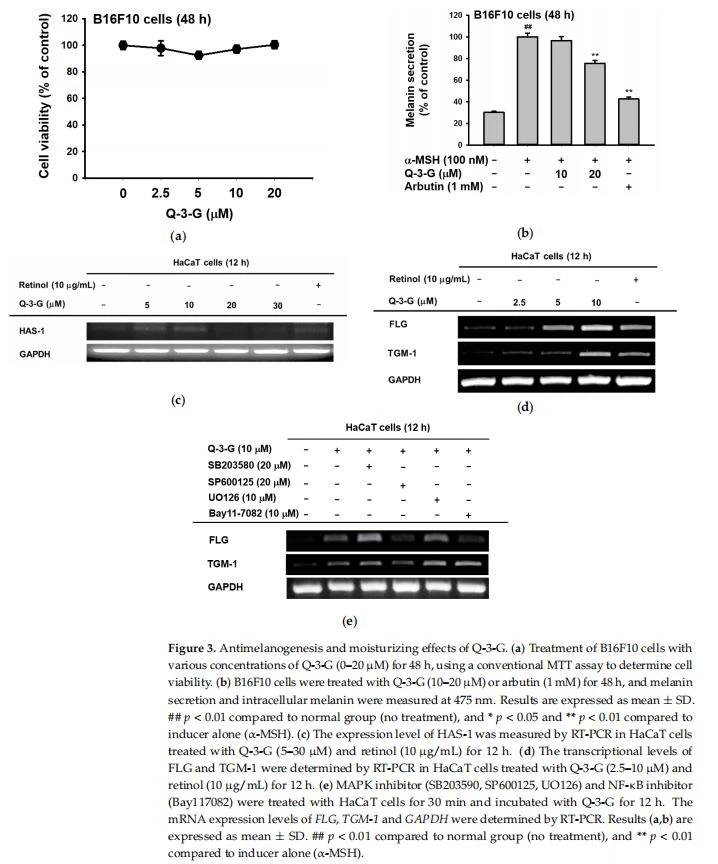 Antimelanogenesis and moisturizing effects of Q-3-G. (a) Treatment of B16F10 cells with various concentrations of Q-3-G (0–20 µM) for 48 h, using a conventional MTT assay to determine cell viability. (b) B16F10 cells were treated with Q-3-G (10–20 µM) or arbutin (1 mM) for 48 h, and melanin secretion and intracellular melanin were measured at 475 nm. Results are expressed as mean ± SD. ## p < 0.01 compared to normal group (no treatment), and * p < 0.05 and ** p < 0.01 compared to inducer alone (α-MSH). (c) The expression level of HAS-1 was measured by RT-PCR in HaCaT cells treated with Q-3-G (5–30 µM) and retinol (10 µg/mL) for 12 h. (d) The transcriptional levels of FLG and TGM-1 were determined by RT-PCR in HaCaT cells treated with Q-3-G (2.5–10 µM) and retinol (10 µg/mL) for 12 h. (e) MAPK inhibitor (SB203590, SP600125, UO126) and NF-κB inhibitor (Bay117082) were treated with HaCaT cells for 30 min and incubated with Q-3-G for 12 h. The mRNA expression levels of FLG, TGM-1 and GAPDH were determined by RT-PCR. Results (a,b) are expressed as mean ± SD. ## p < 0.01 compared to normal group (no treatment), and ** p < 0.01 compared to inducer alone (α-MSH).