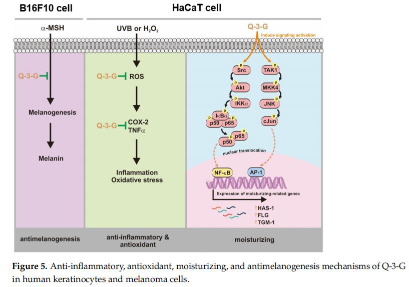 Anti-inflammatory, antioxidant, moisturizing, and antimelanogenesis mechanisms of Q-3-G in human keratinocytes and melanoma cells Anti-inflammatory, antioxidant, moisturizing, and antimelanogenesis mechanisms of Q-3-G in human keratinocytes and melanoma cells