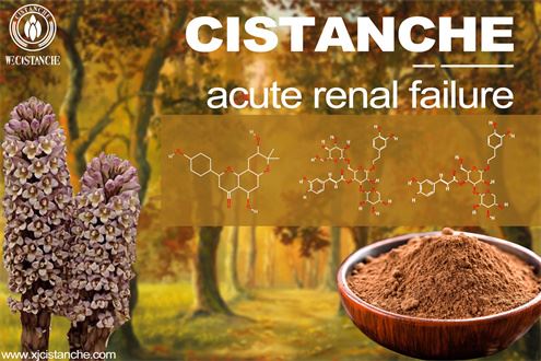 cistanche extract prevents acute kidney failure and acute kidney injury