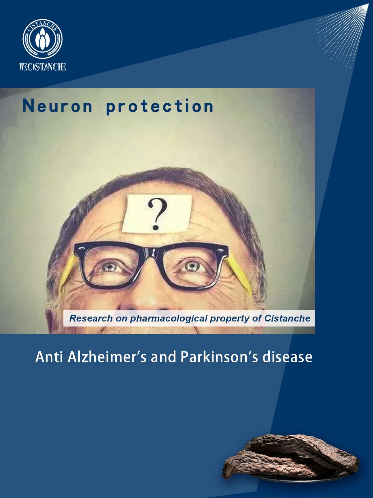 what is cistanche used for: Anti-Parkinson's disease