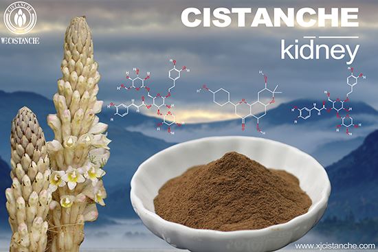 Cistanche for kidney 