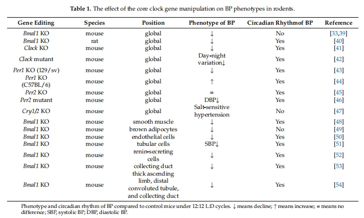 The effect of the core clock gene manipulation on BP phenotypes in rodents.