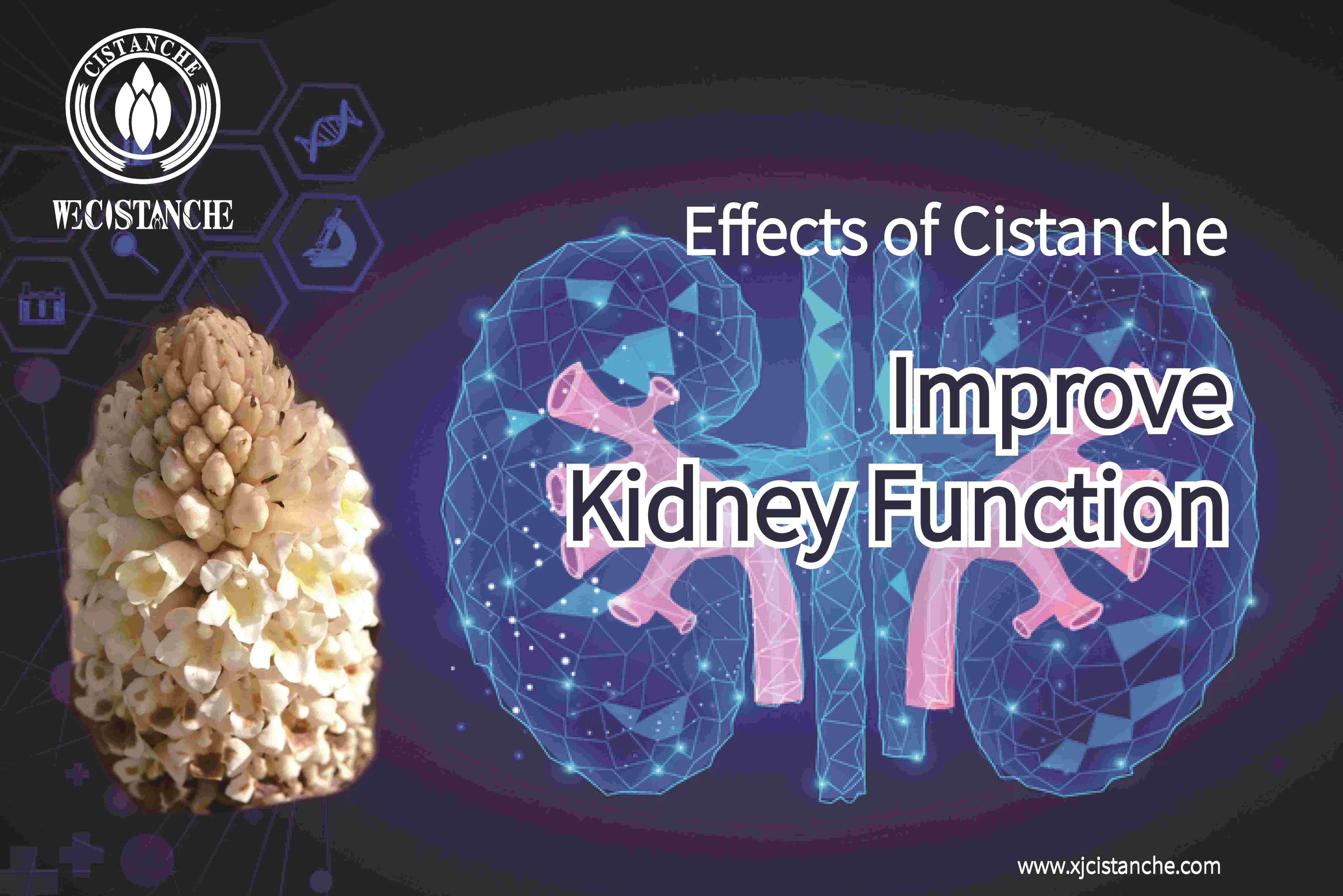 natural herb for kidney function
