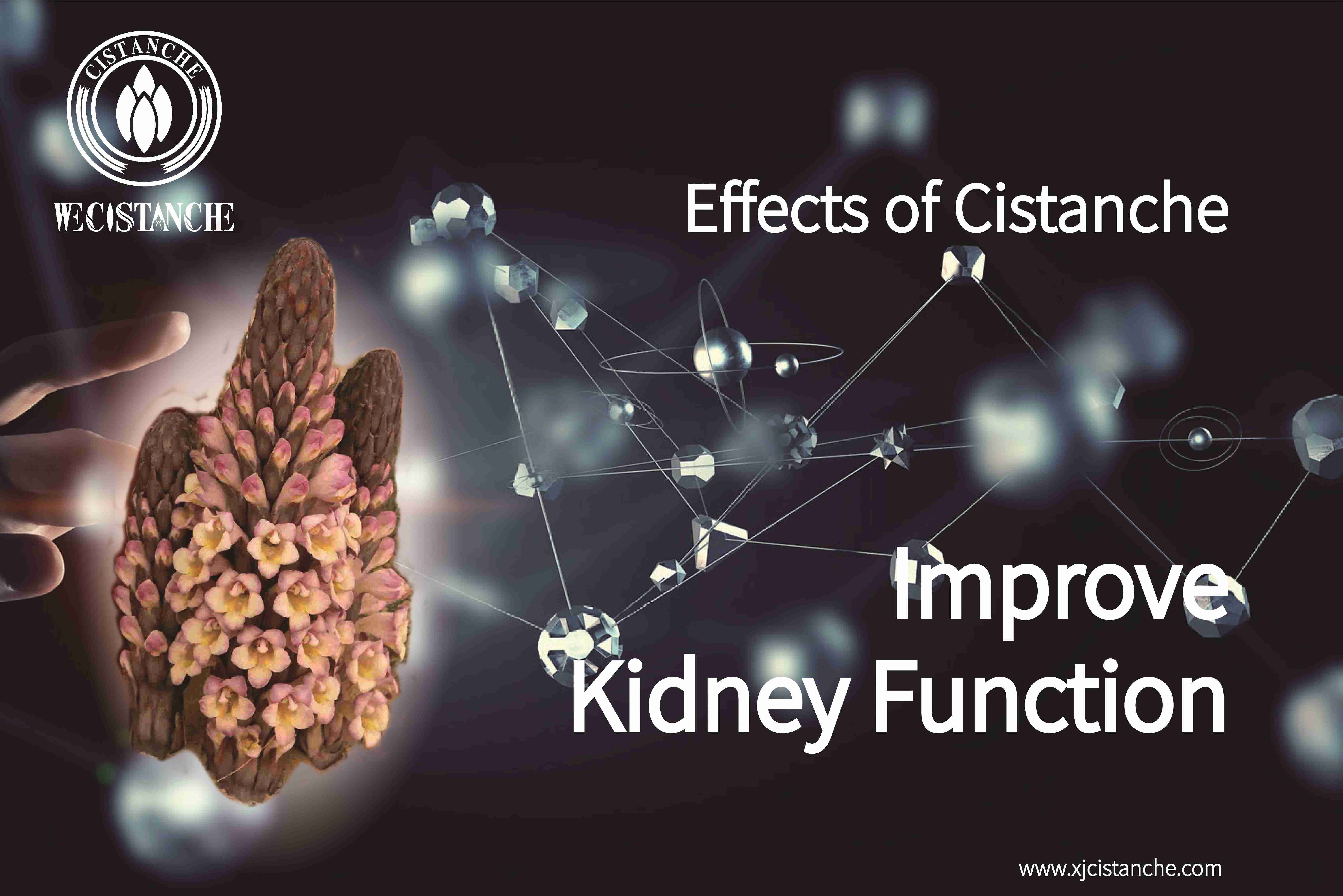 natural herb for kidney function