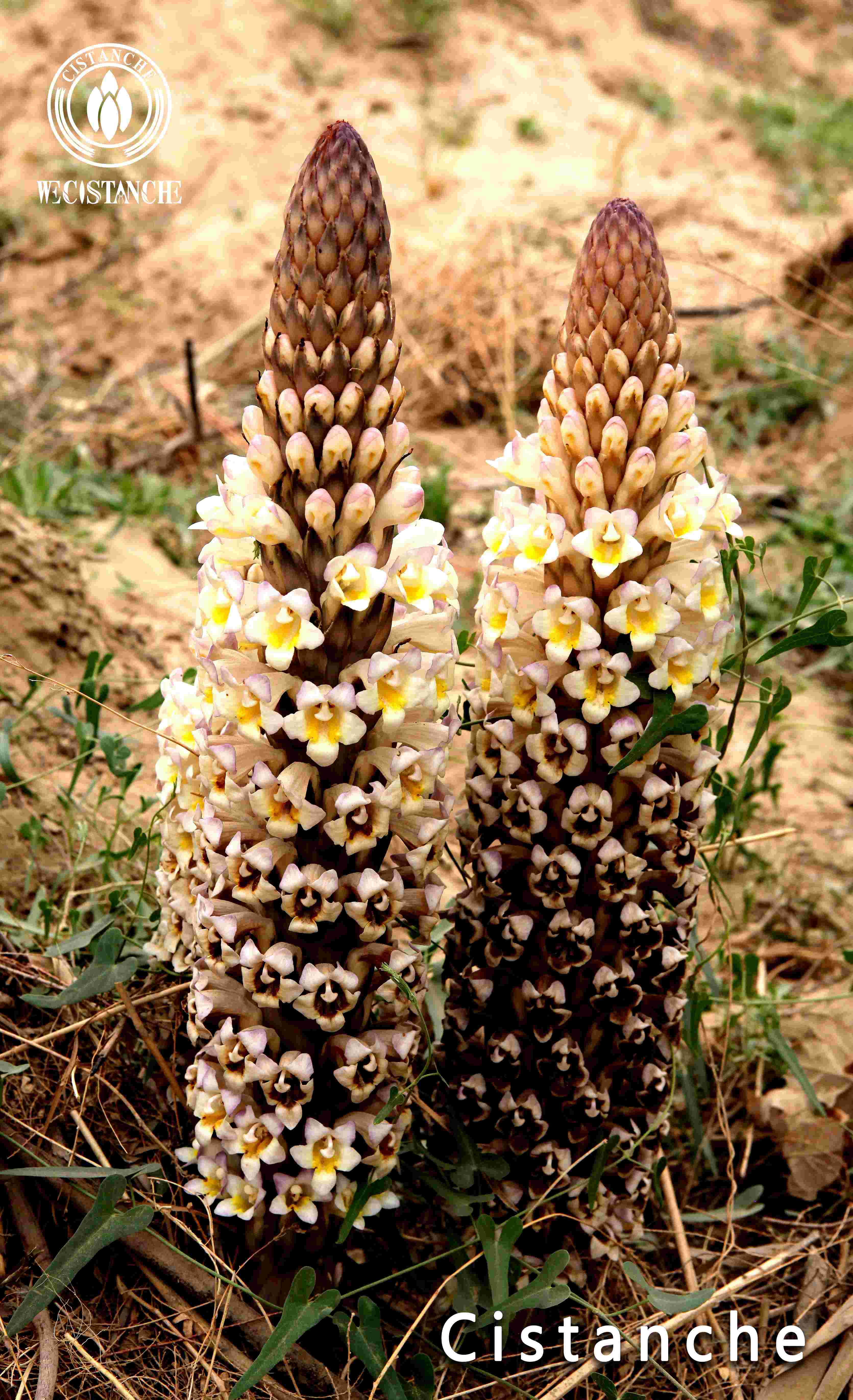 fresh Cistanche tubulosa fresh Cistanche tubulosa
