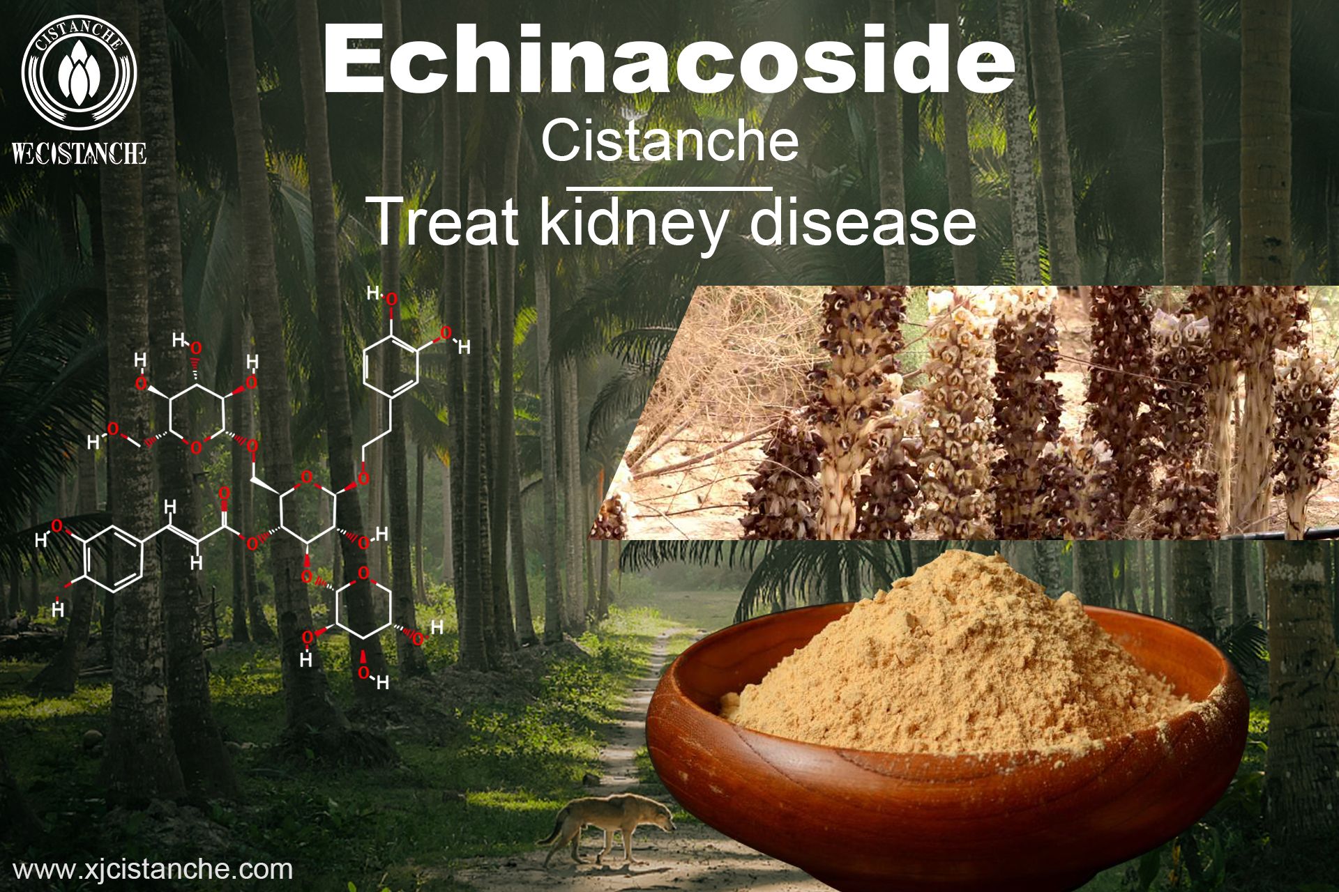 the best kideny supplement