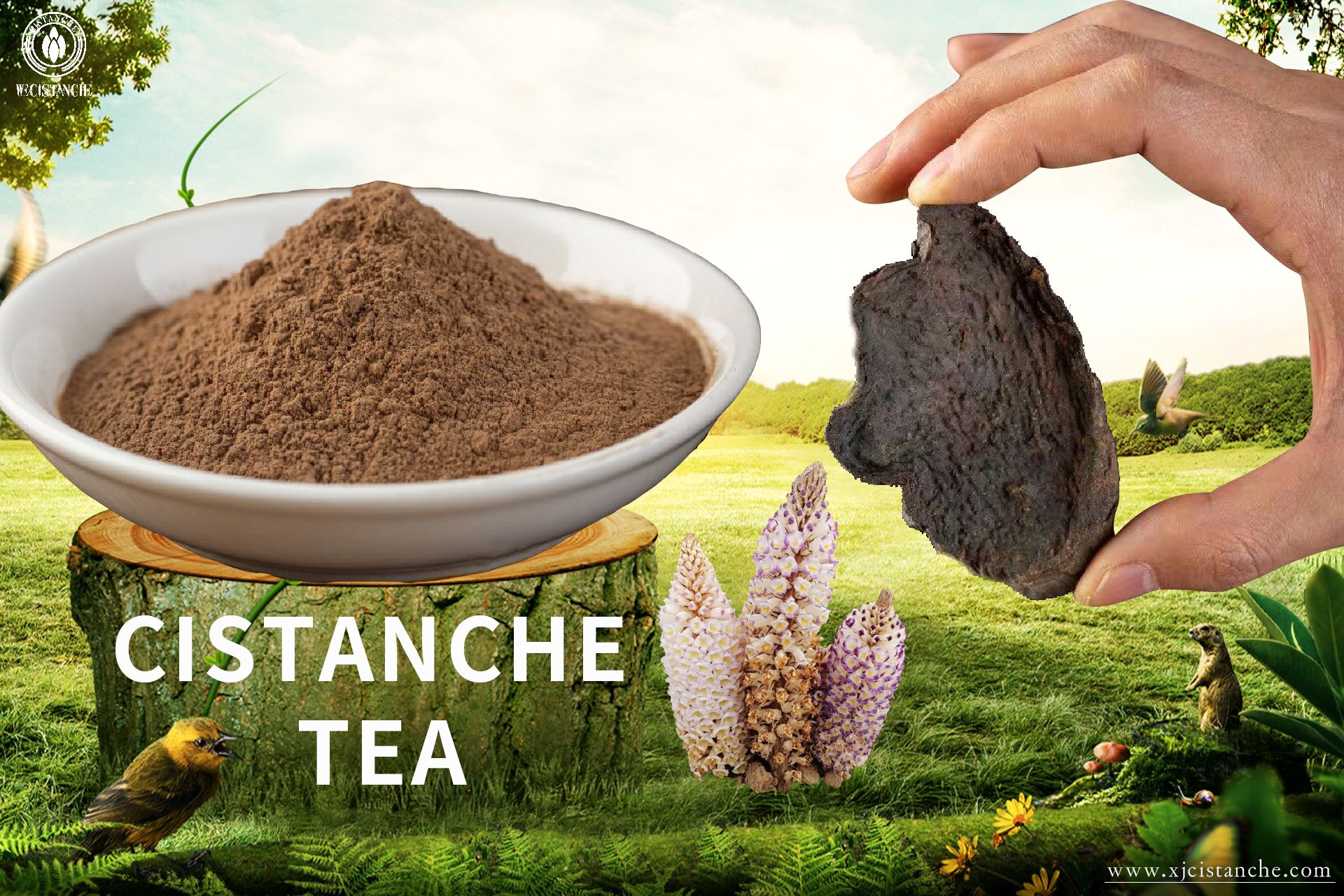 Cistanche usage