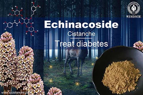 cistanche echinacoside-best herbal for curing  Leukemia