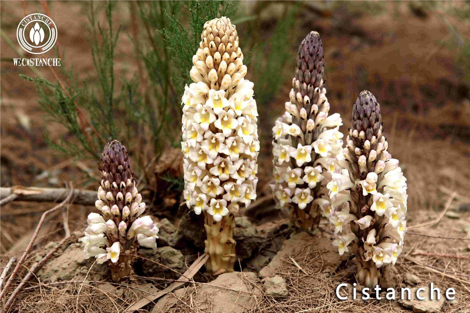 cistanche adalah