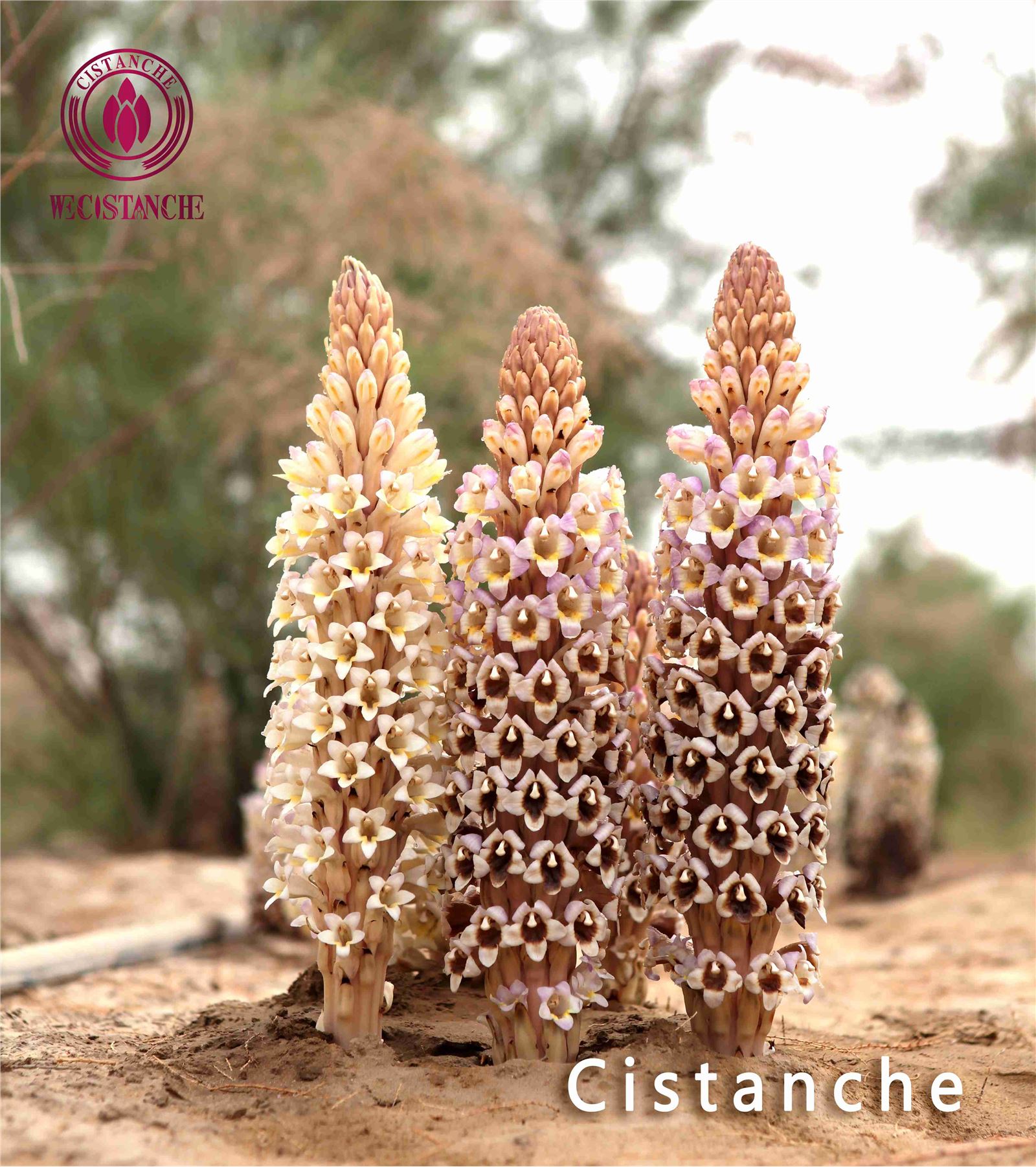 cistanche in store