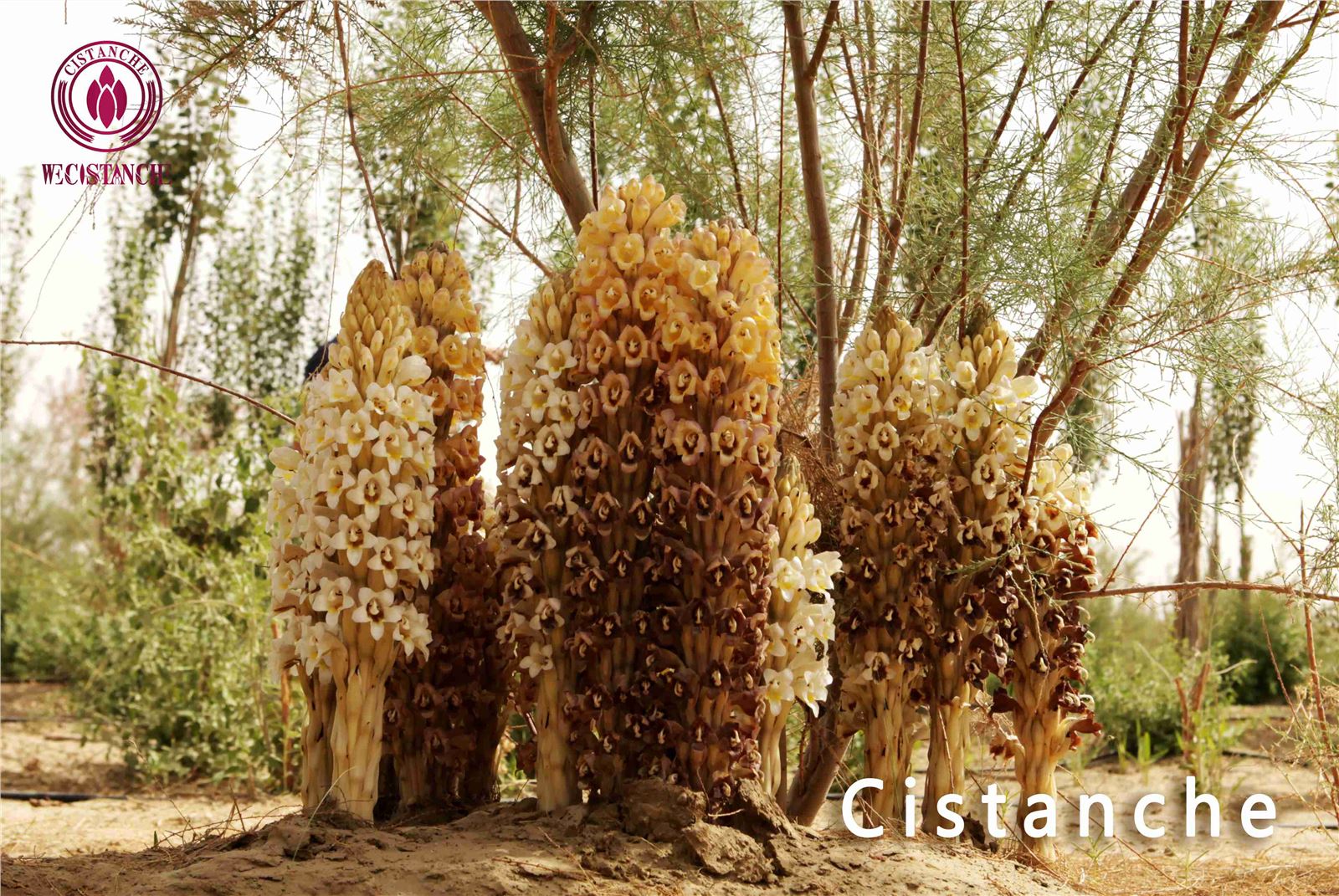 cistanche adalah cistanche adalah