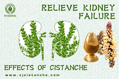 Cistanche benefits Cistanche benefits