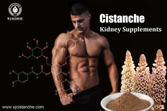 cistanche extract increase muscle