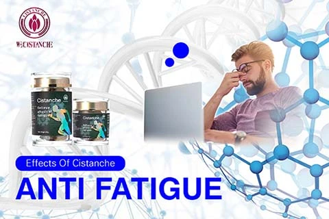 cistanche supplements increase muscle