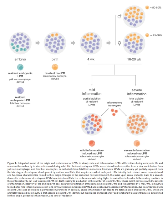 cistanche tubulosa benefits cistanche tubulosa benefits