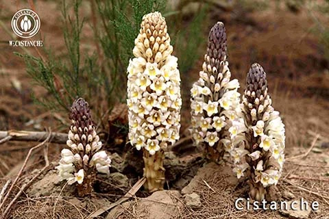 where to purchase high-quality Cistanche supplements where to purchase high-quality Cistanche supplements