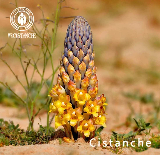 Cistanche deserticola Y.C.Ma (2) Cistanche deserticola Y.C.Ma (2)