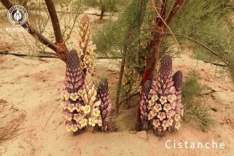 cistanche tubulosa 3 cistanche tubulosa 3
